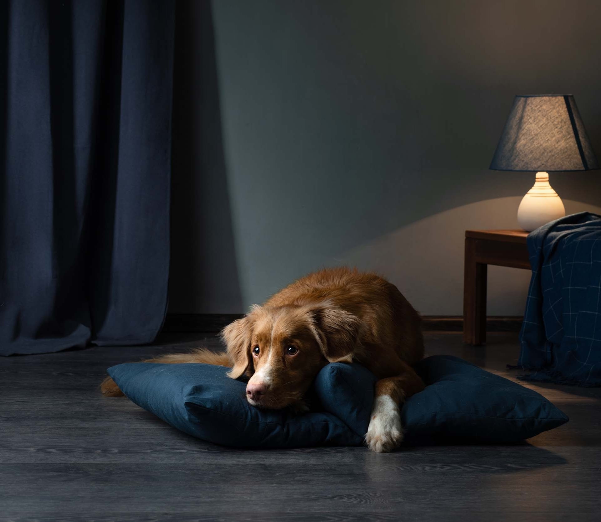 A brown dog lies on a dark blue cushion on a wooden floor. Dark curtains frame the left, while a lit table lamp and blue blanket sit on a wooden table to the right, in a dimly lit room.