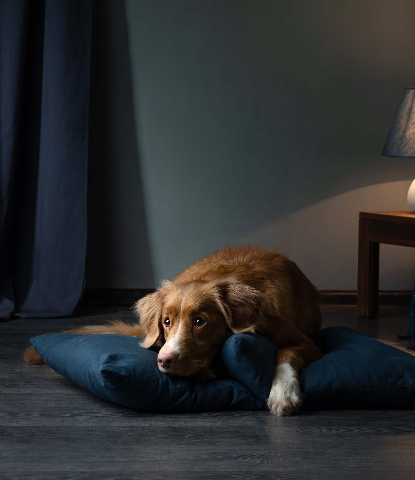 A small dog laying on a bed on the floor