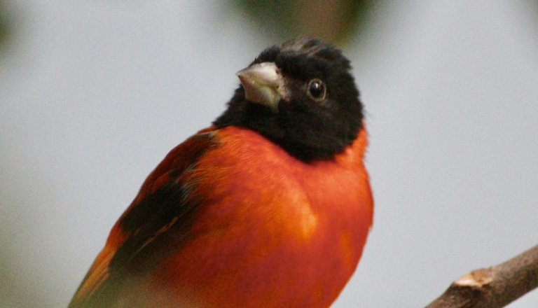 National Aviary