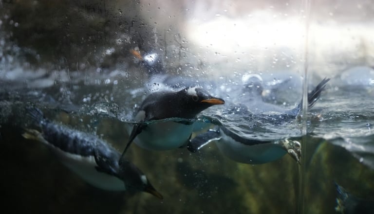 Pittsburgh Zoo & Aquarium